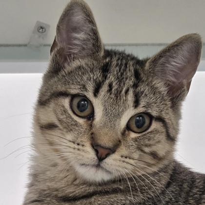 Aladdin, a Adoptable mixed breed in Voorhees, NJ image 2/2