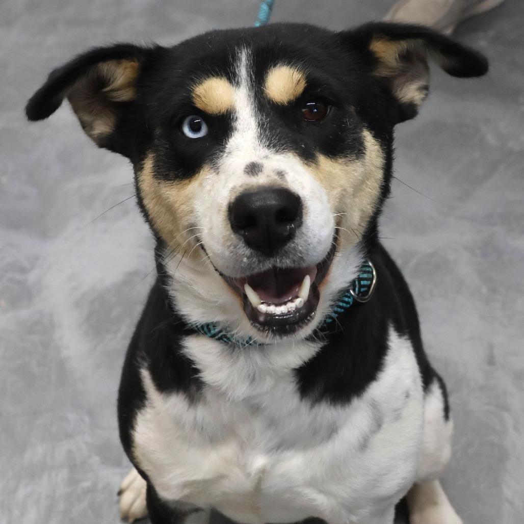 Scarletta D6654, a Adoptable mixed breed in Princeton, MN image 2/6