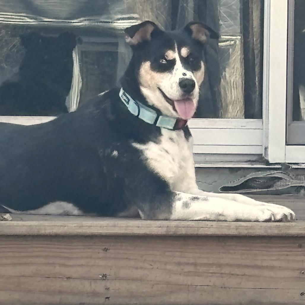 Scarletta D6654, a Adoptable mixed breed in Princeton, MN image 3/6