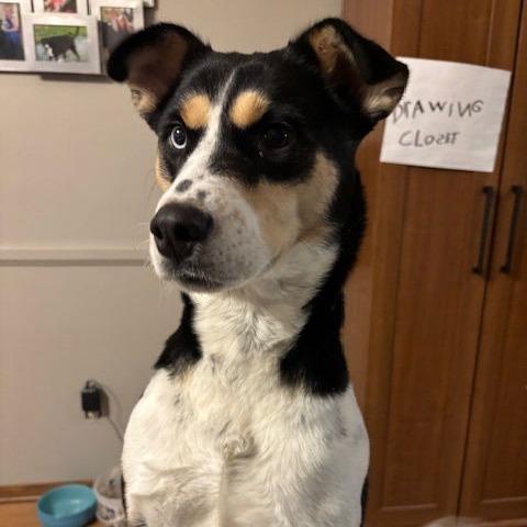Scarletta D6654, a Adoptable mixed breed in Princeton, MN image 4/6