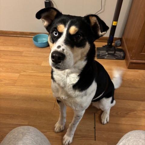 Scarletta D6654, a Adoptable mixed breed in Princeton, MN image 5/6