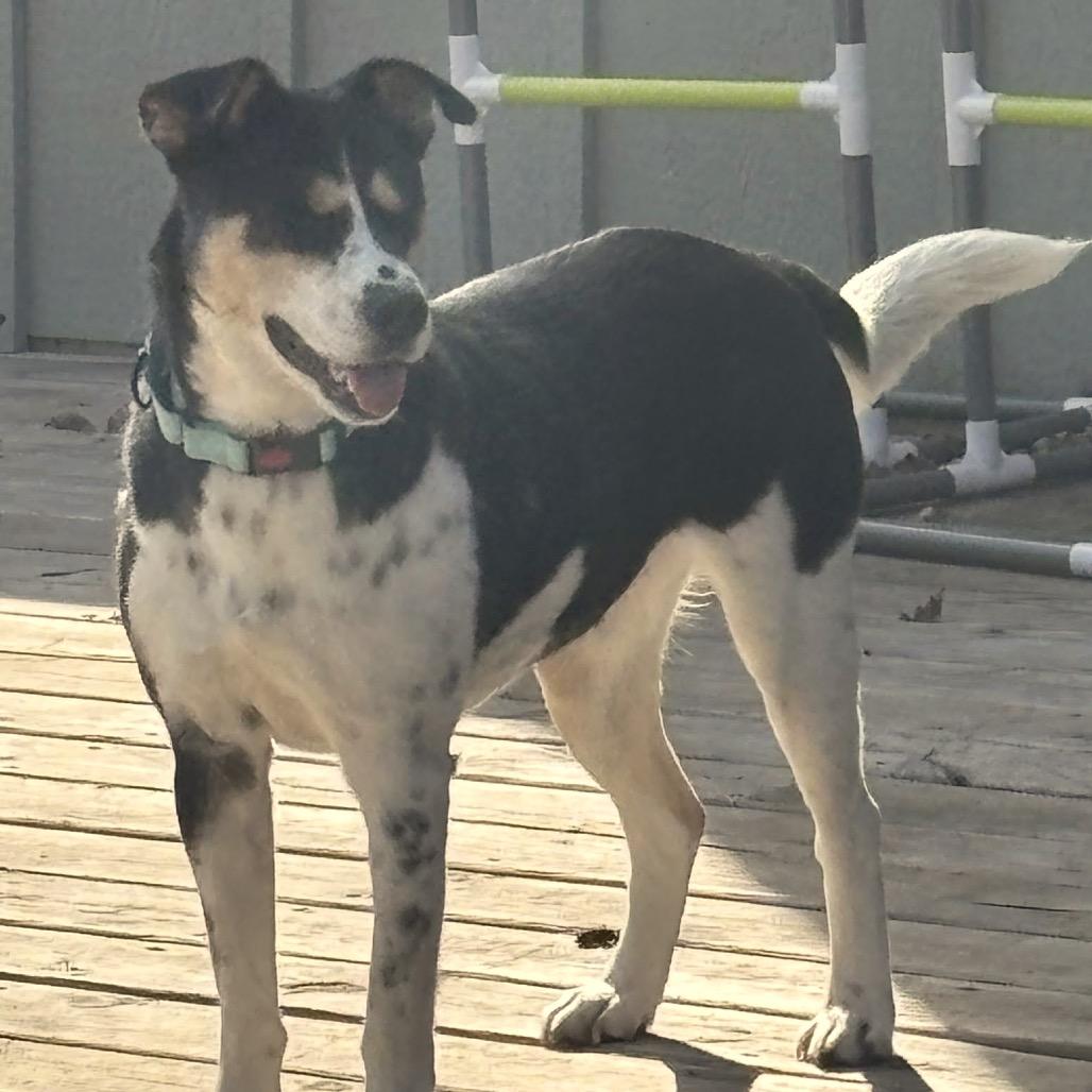 Scarletta D6654, a Adoptable mixed breed in Princeton, MN image 6/6
