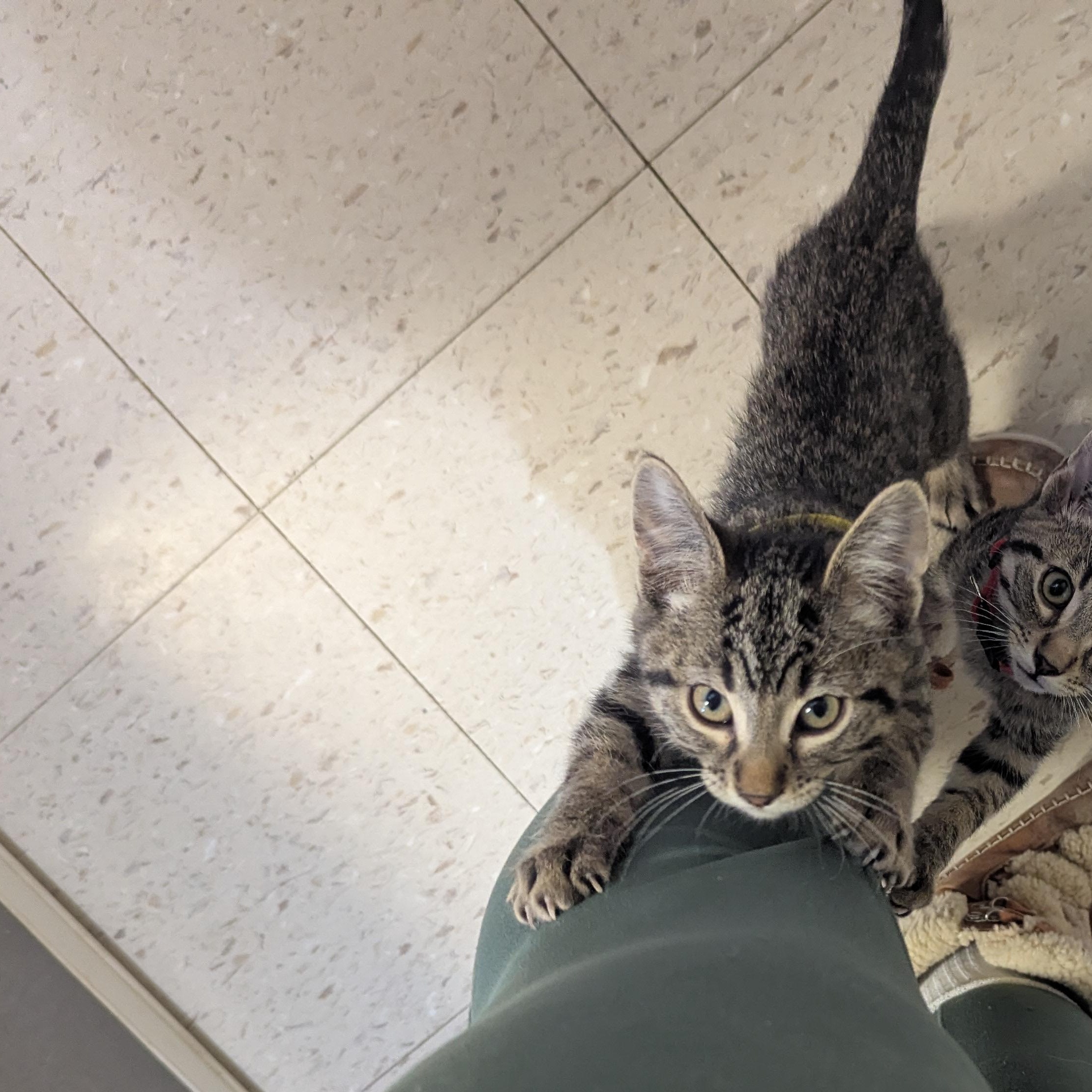 Enlarge Lucas Sinclair, a ADOPTABLE Domestic Short Hair in Morden, MB image 1/4