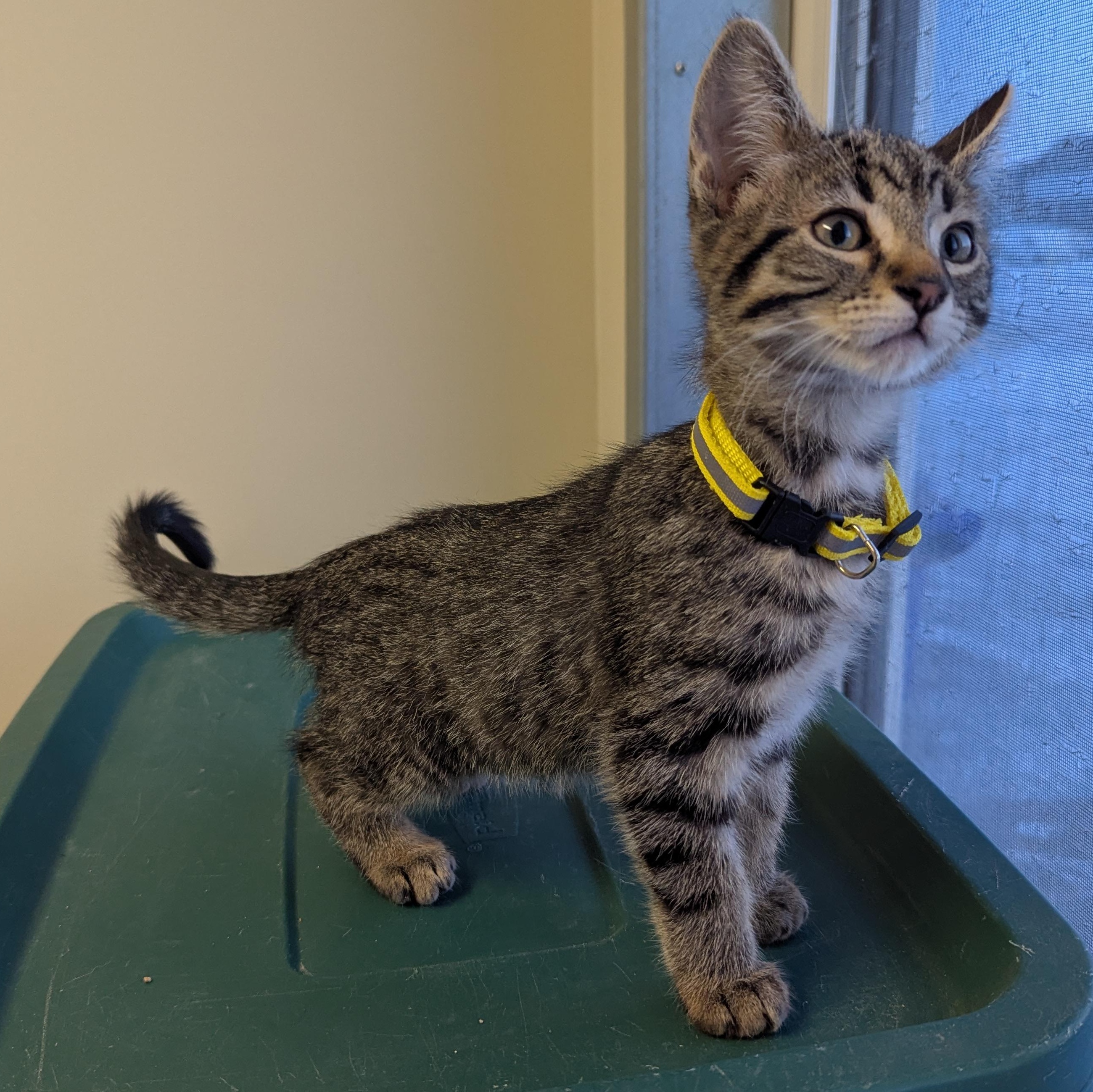 Enlarge Lucas Sinclair, a ADOPTABLE Domestic Short Hair in Morden, MB image 4/4