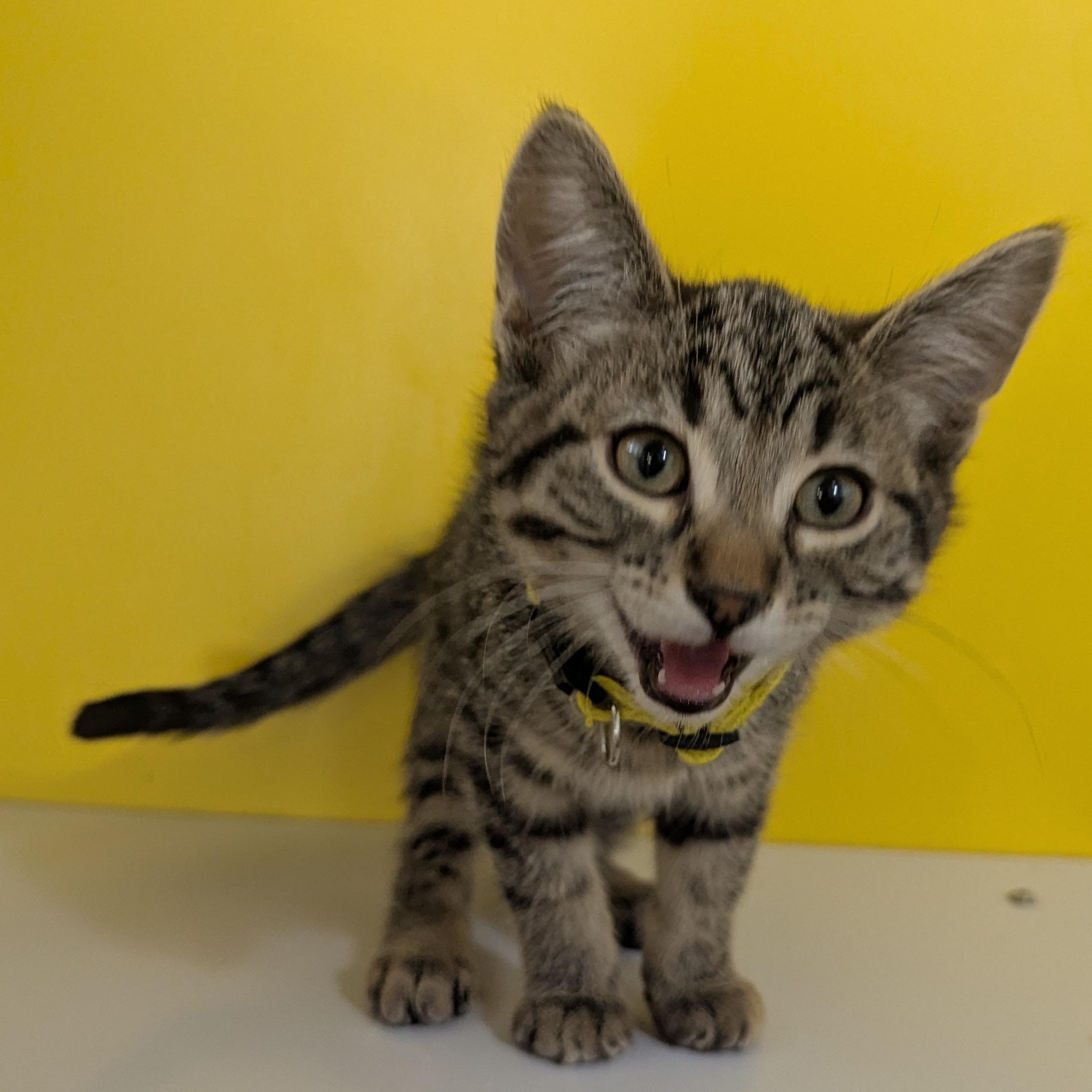 Enlarge Lucas Sinclair, a ADOPTABLE Domestic Short Hair in Morden, MB image 2/4