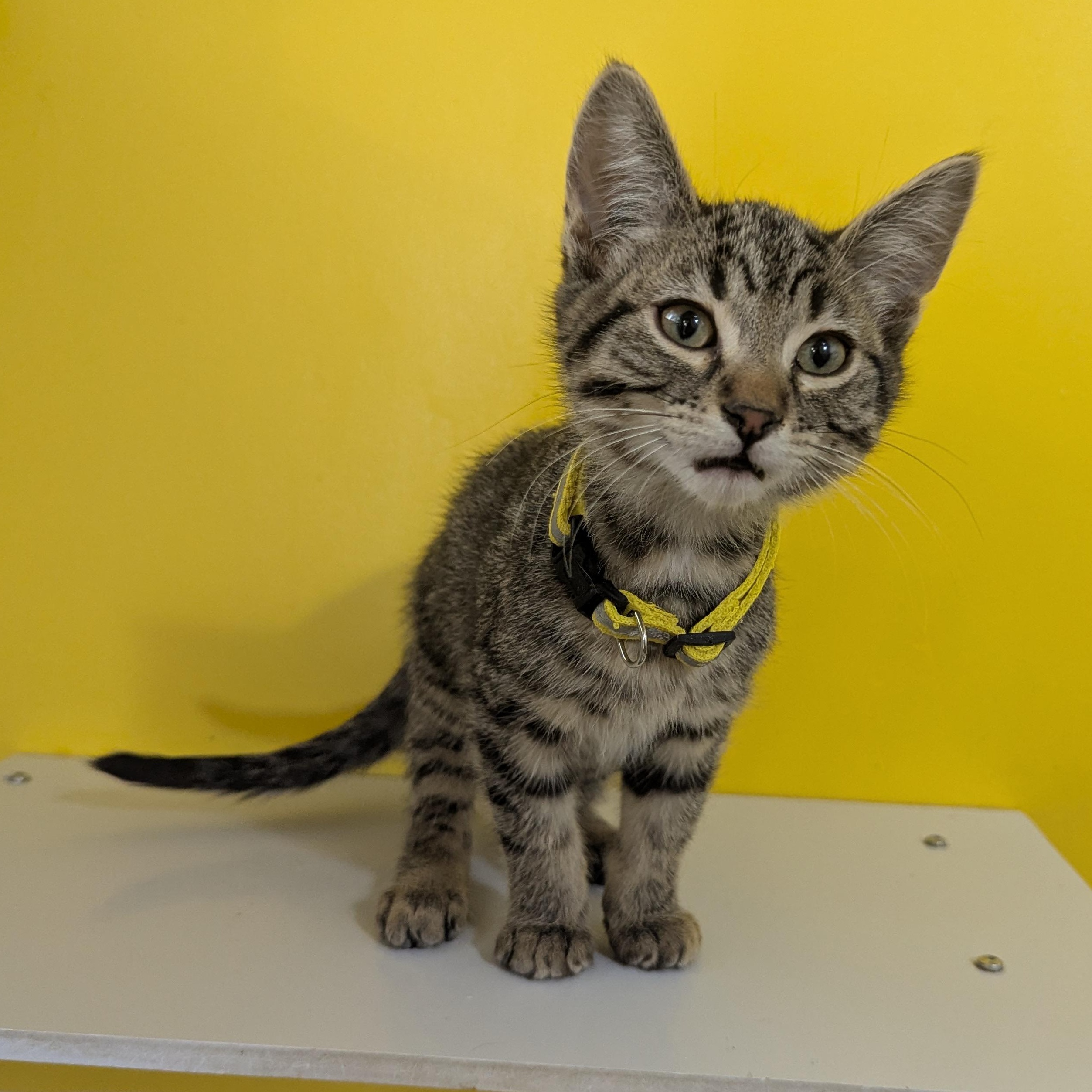 Enlarge Lucas Sinclair, a ADOPTABLE Domestic Short Hair in Morden, MB image 3/4