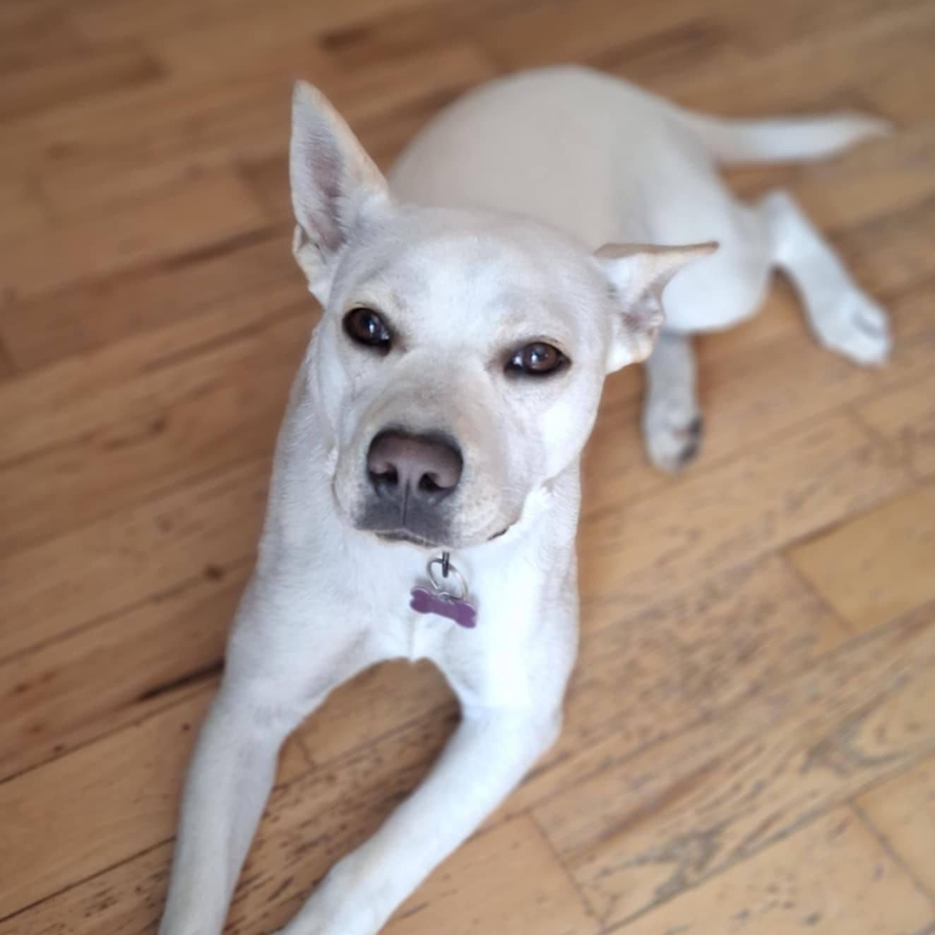 Sweetie, a Adoptable mixed breed in Cedar Rapids, IA image 6/6