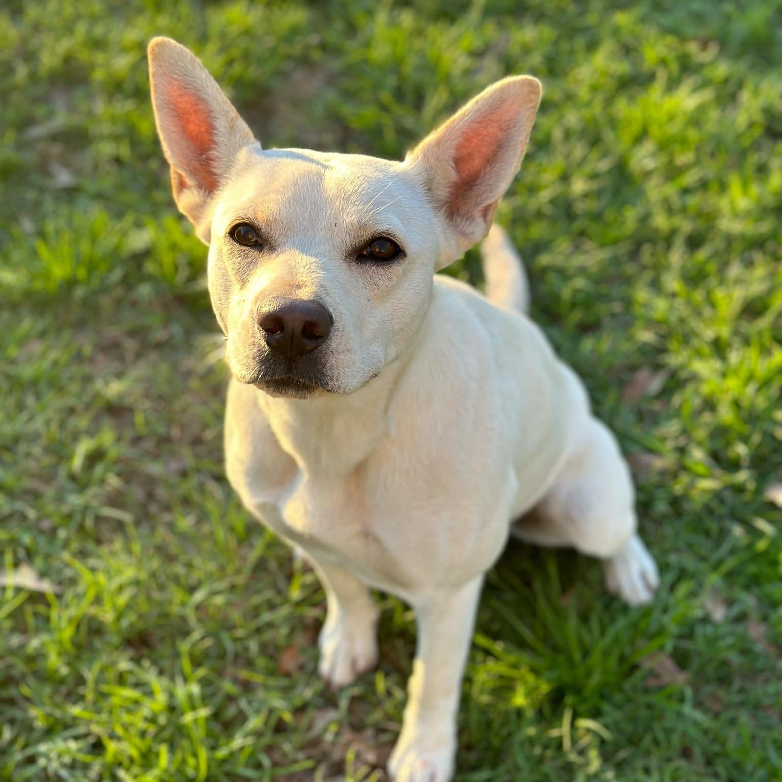 Sweetie, a Adoptable mixed breed in Cedar Rapids, IA image 4/6