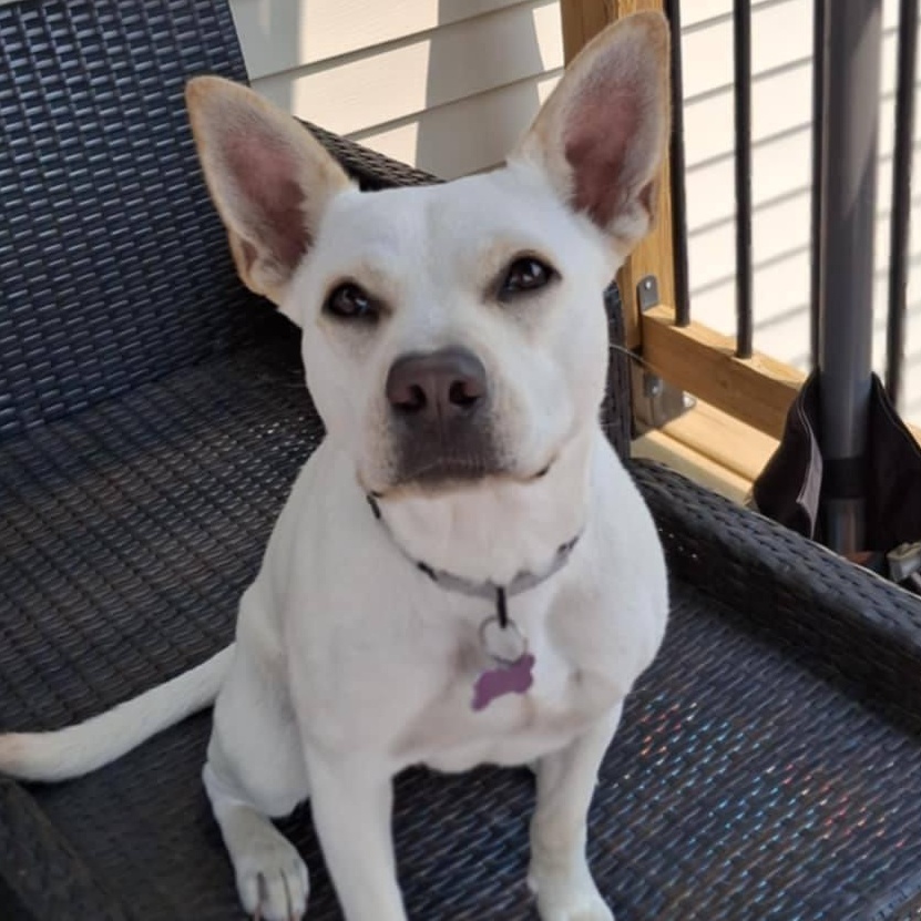 Sweetie, a Adoptable mixed breed in Cedar Rapids, IA image 5/6