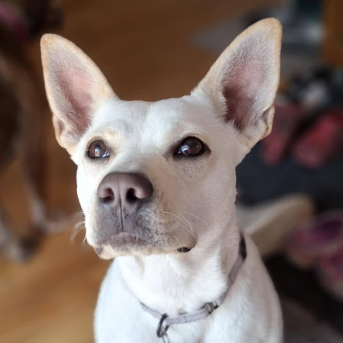 Sweetie, a Adoptable mixed breed in Cedar Rapids, IA image 1/6