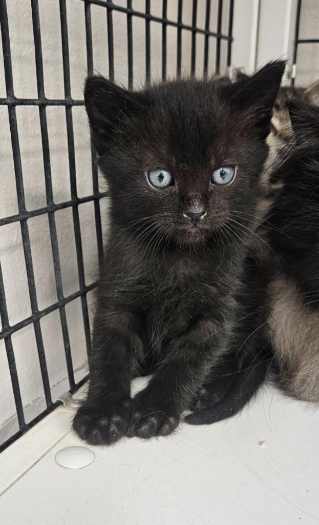 Corral kitten 1, Adoptable, Kitten Male Domestic Medium Hair.