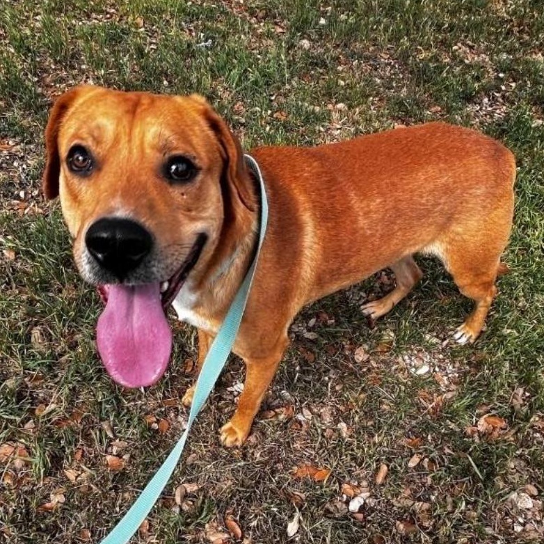 Enlarge Rufus, a ADOPTABLE mixed breed in Boston, MA image 1/3