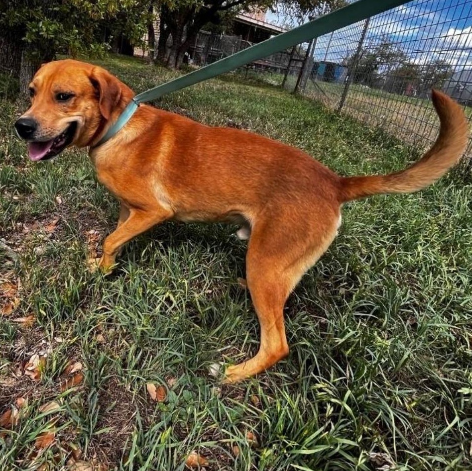 Enlarge Rufus, a ADOPTABLE mixed breed in Boston, MA image 2/3