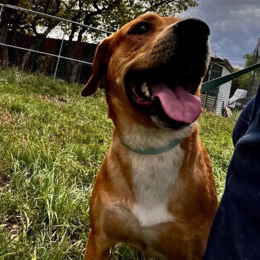 Enlarge Rufus, a ADOPTABLE mixed breed in Boston, MA image 3/3