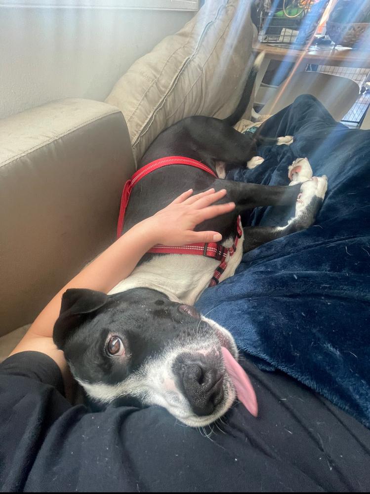 Enlarge Boss, a Adoptable mixed breed in Pasadena, CA image 1/6