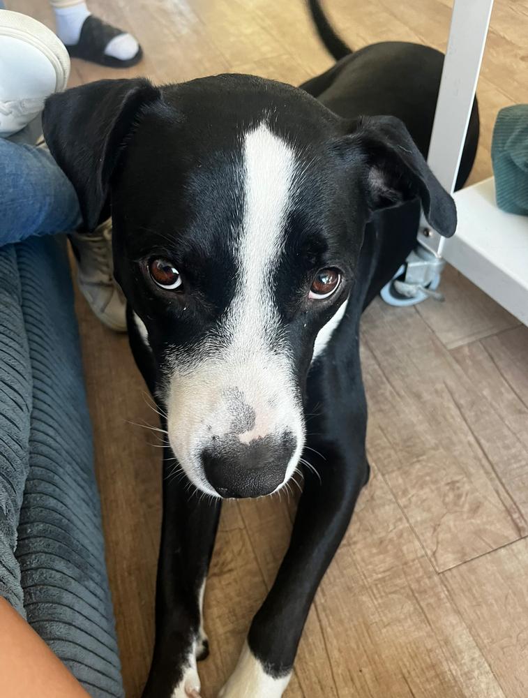 Enlarge Boss, a Adoptable mixed breed in Pasadena, CA image 2/6