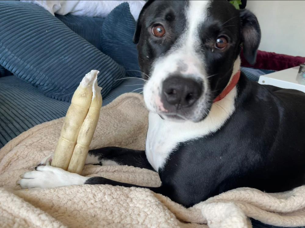 Enlarge Boss, a Adoptable mixed breed in Pasadena, CA image 3/6