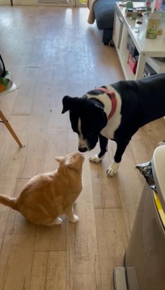 Enlarge Boss, a Adoptable mixed breed in Pasadena, CA image 4/6