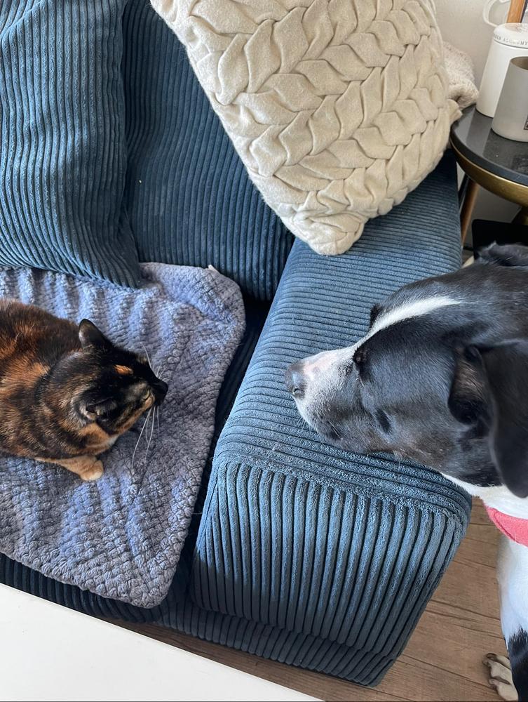 Enlarge Boss, a Adoptable mixed breed in Pasadena, CA image 5/6