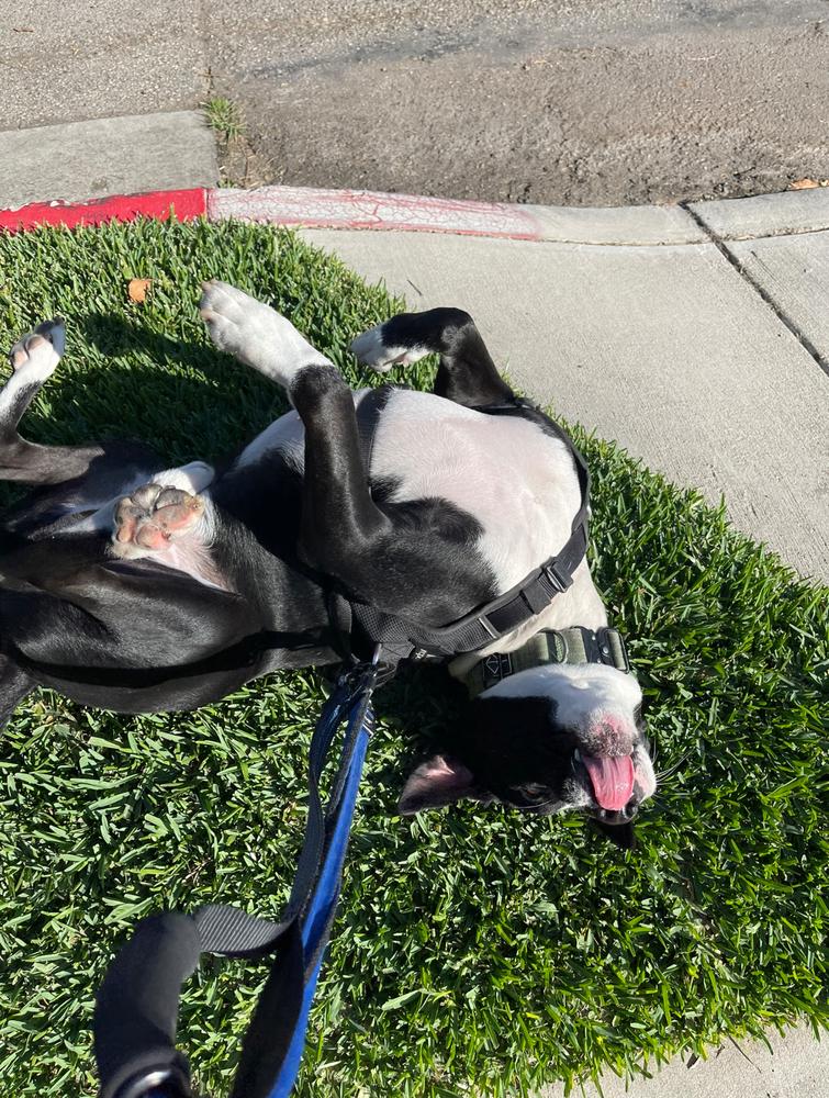 Enlarge Boss, a Adoptable mixed breed in Pasadena, CA image 6/6