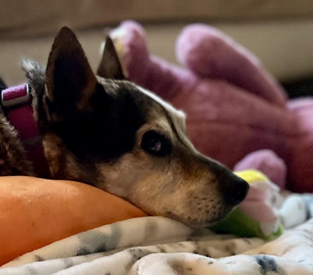 Enlarge Puppet, a Adopted Mixed Breed in Colmar, PA image 1/4