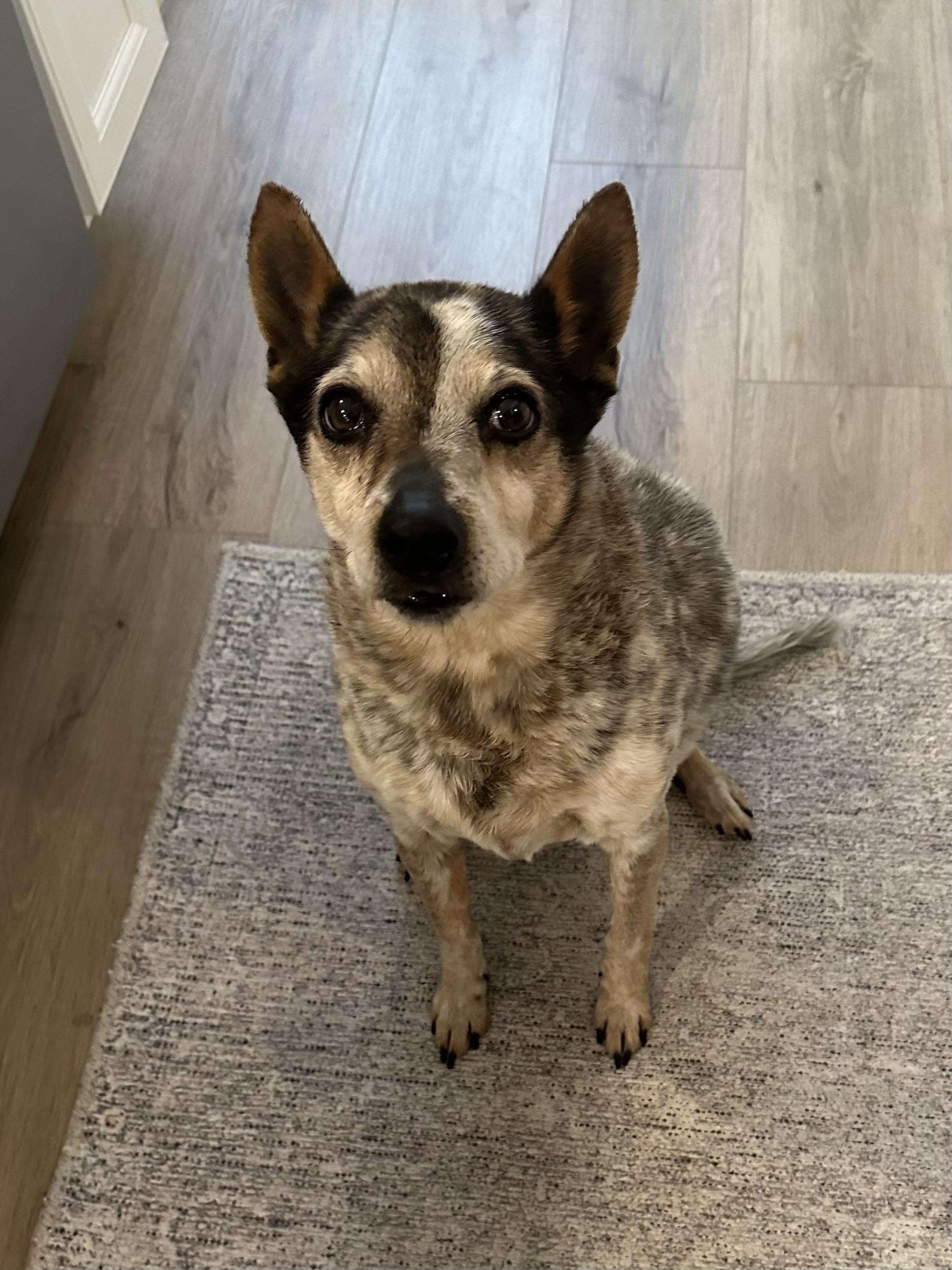 Puppet, Adopted, Senior Female Mixed Breed.