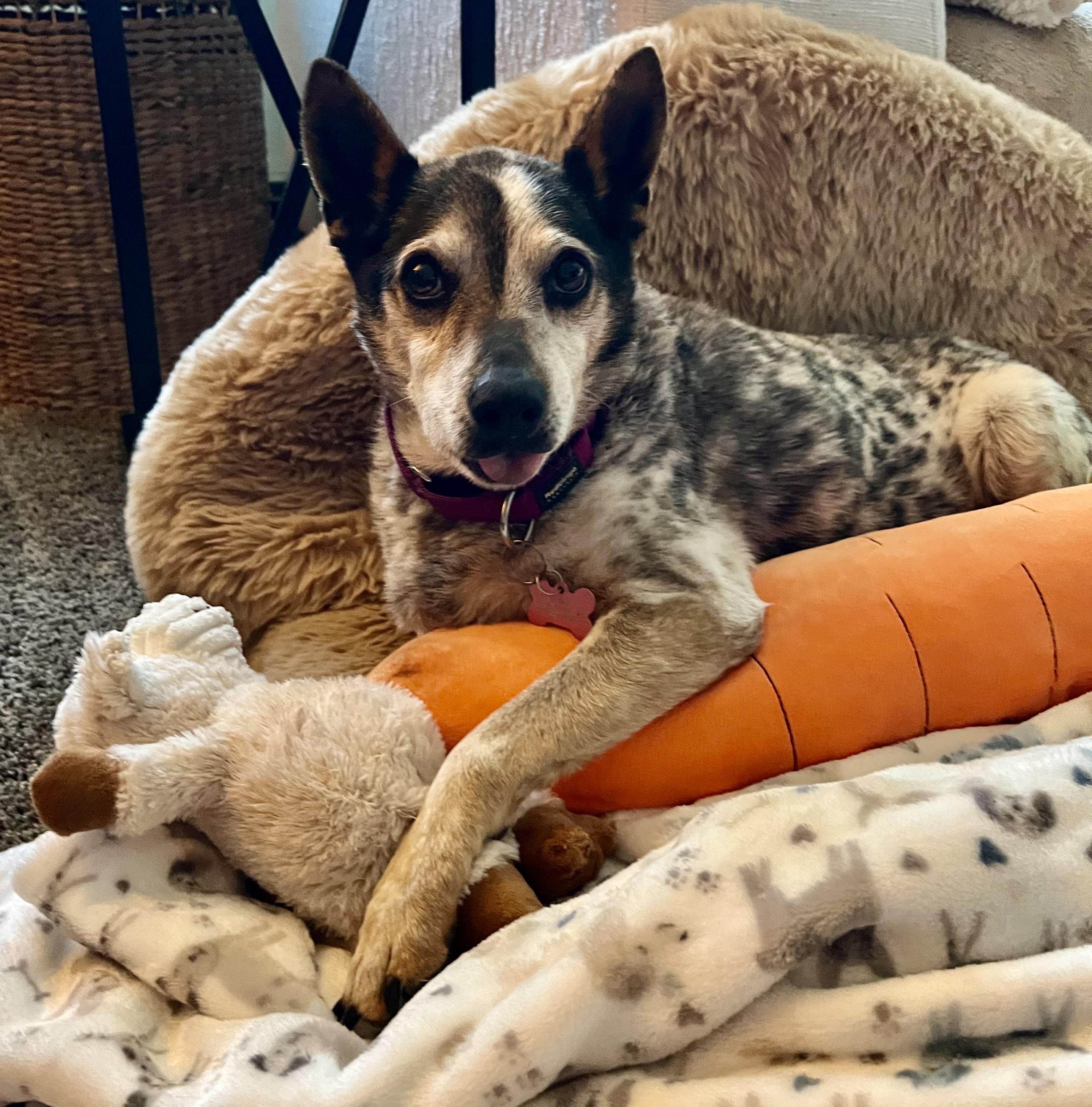 Enlarge Puppet, a Adopted Mixed Breed in Colmar, PA image 3/4