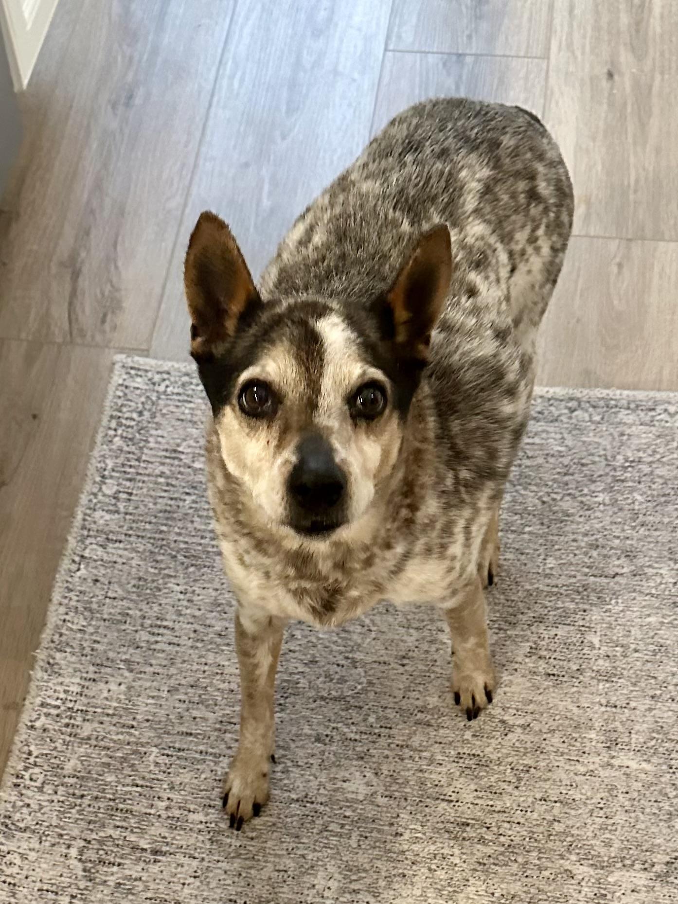 Enlarge Puppet, a Adopted Mixed Breed in Colmar, PA image 4/4