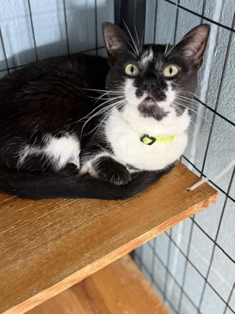 Scarlett, Adoptable, Adult Female Domestic Short Hair.