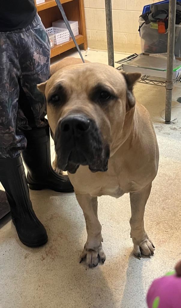 GTO, Adoptable, Young Male Presa Canario & Cane Corso.