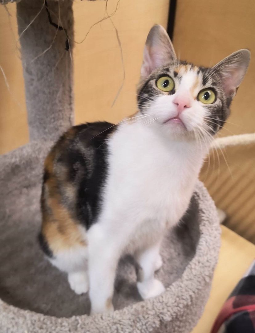 Enlarge TUKTIREY, a Adoptable mixed breed in HEMET, CA image 12/16