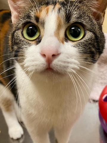 Enlarge TUKTIREY, a Adoptable mixed breed in HEMET, CA image 15/16