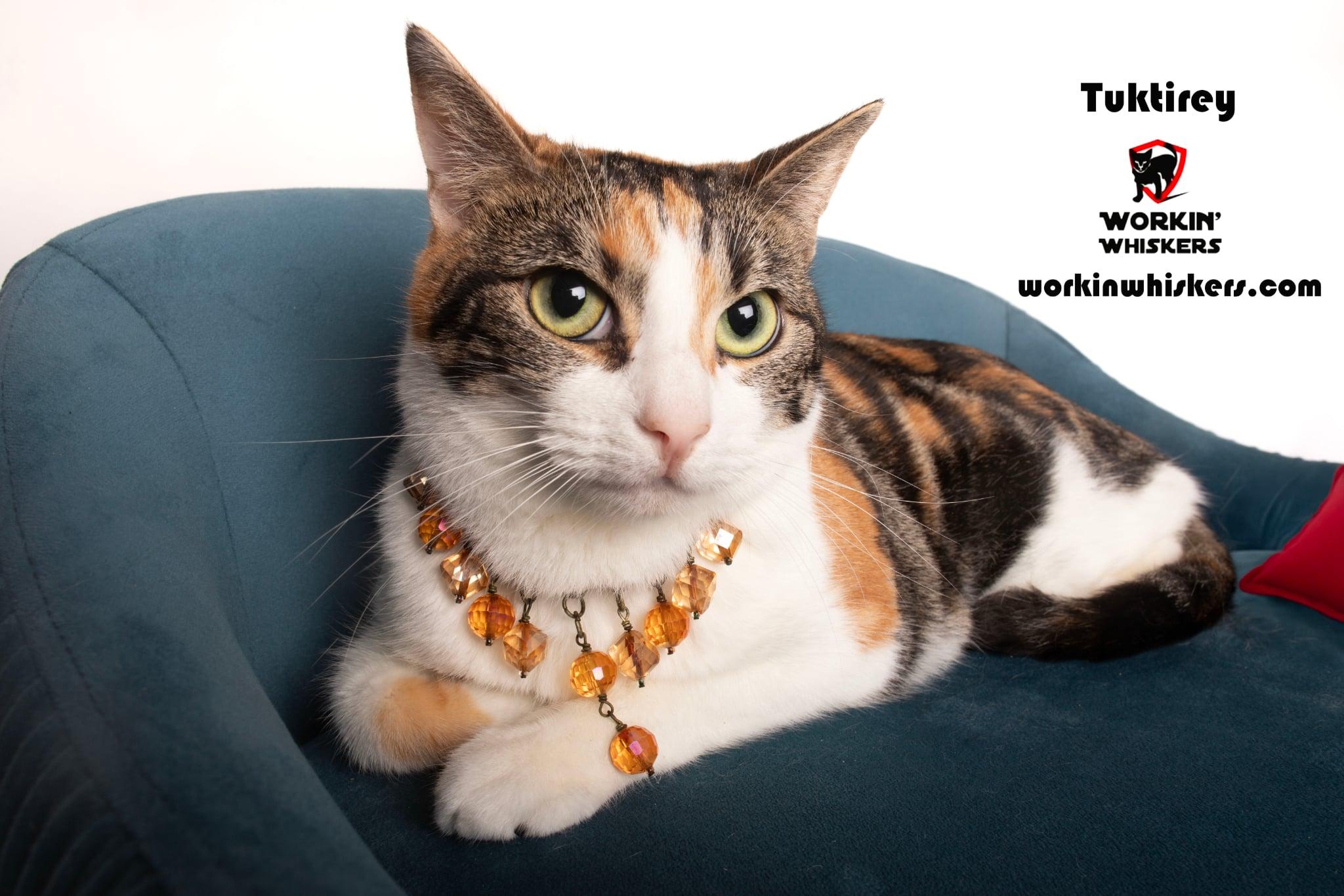 Enlarge TUKTIREY, a Adoptable mixed breed in HEMET, CA image 1/6