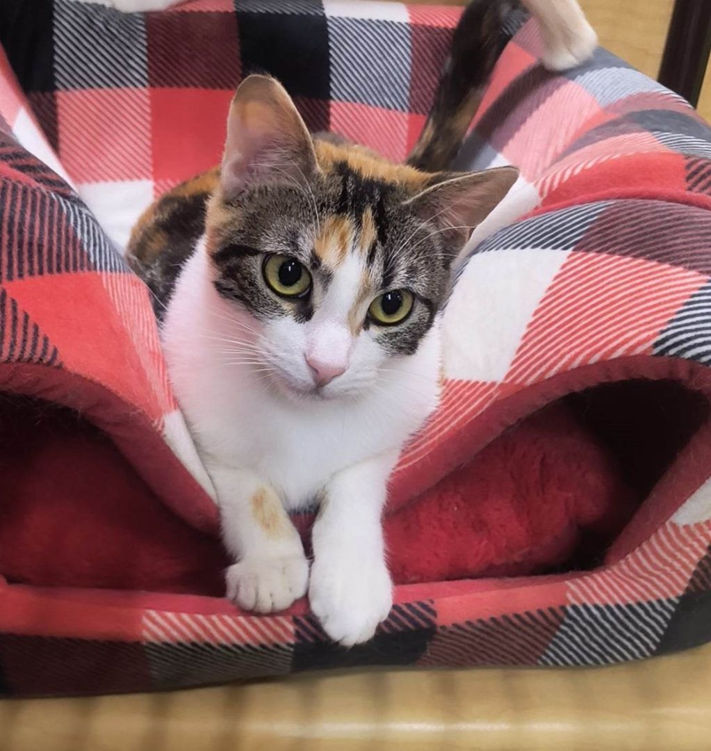 Enlarge TUKTIREY, a Adoptable mixed breed in HEMET, CA image 14/16