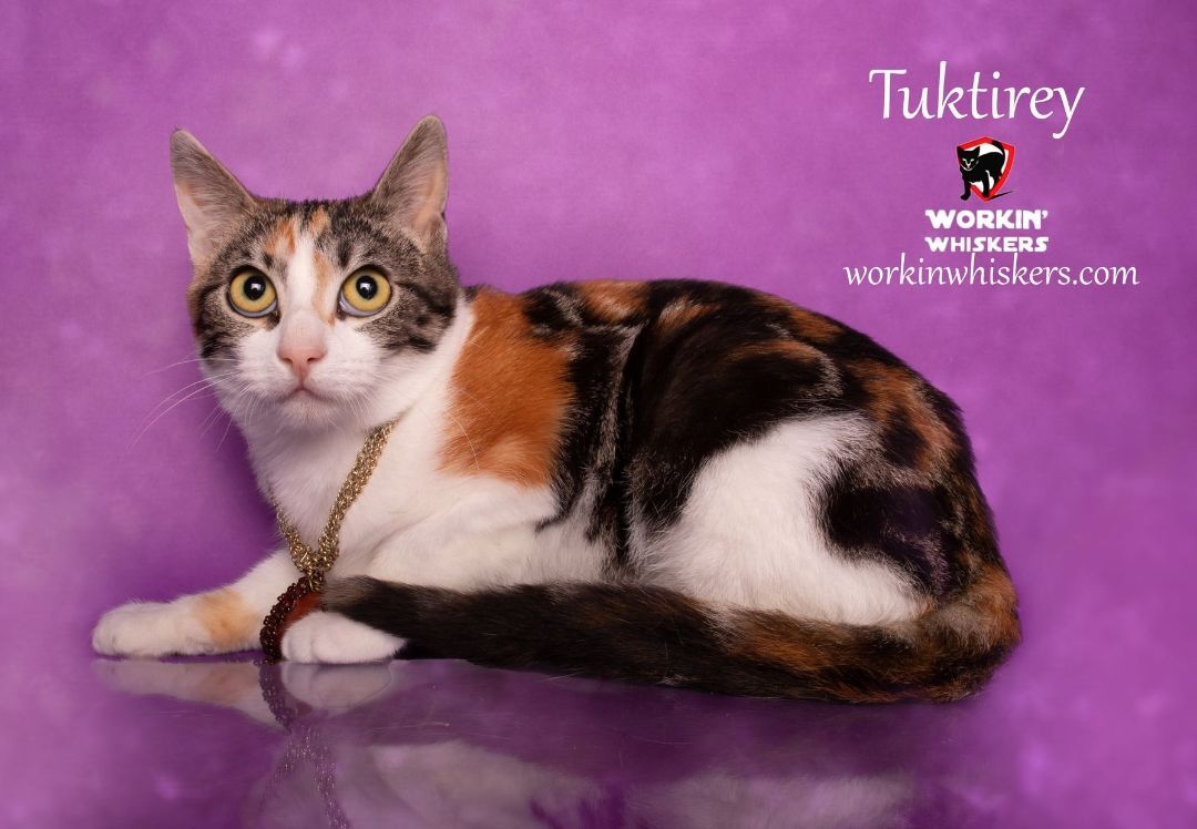 Enlarge TUKTIREY, a Adoptable mixed breed in HEMET, CA image 13/16