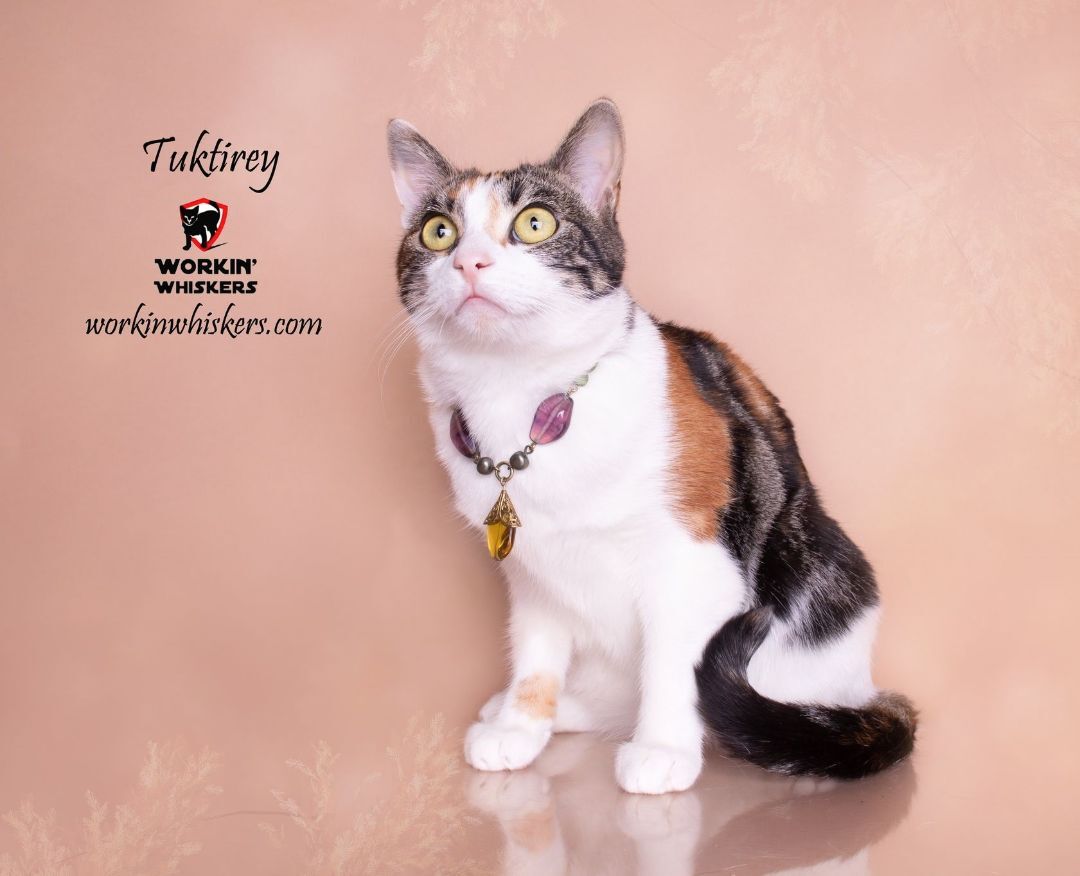 Enlarge TUKTIREY, a Adoptable mixed breed in HEMET, CA image 1/16