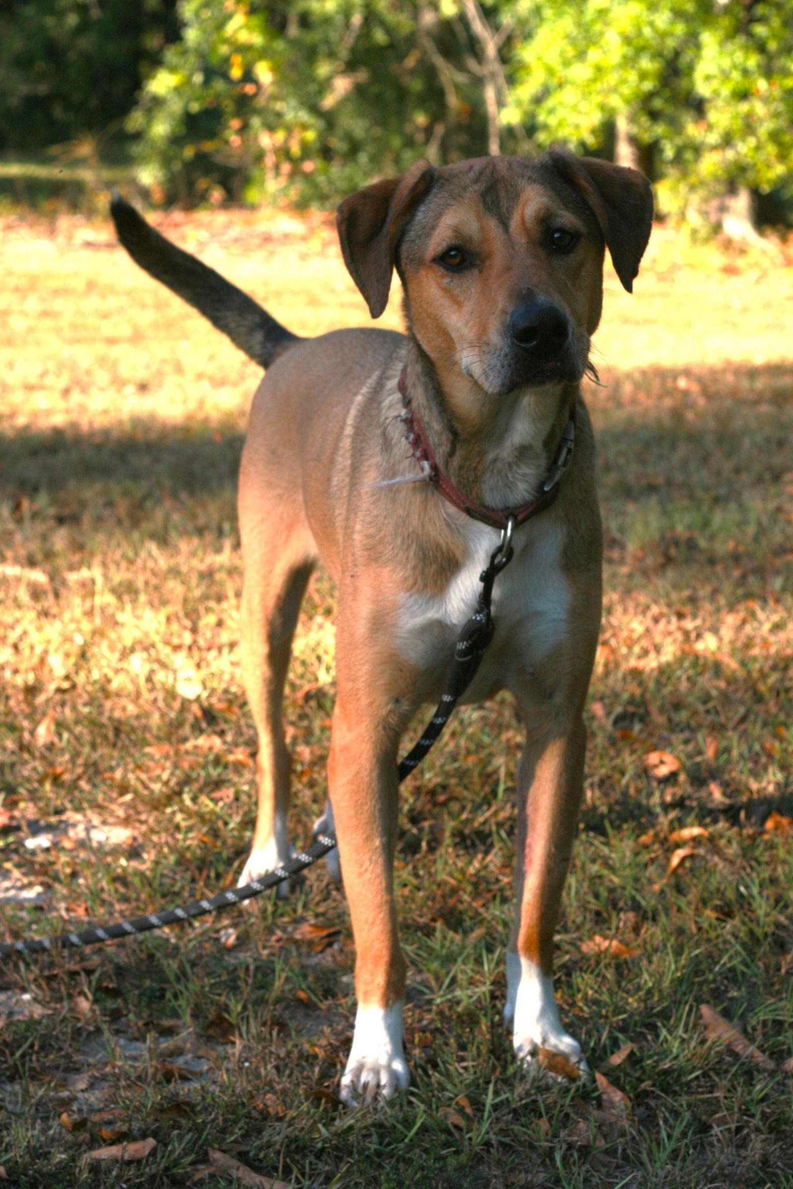 Nora, Adoptable, Adult Female German Shepherd Dog & Labrador Retriever.