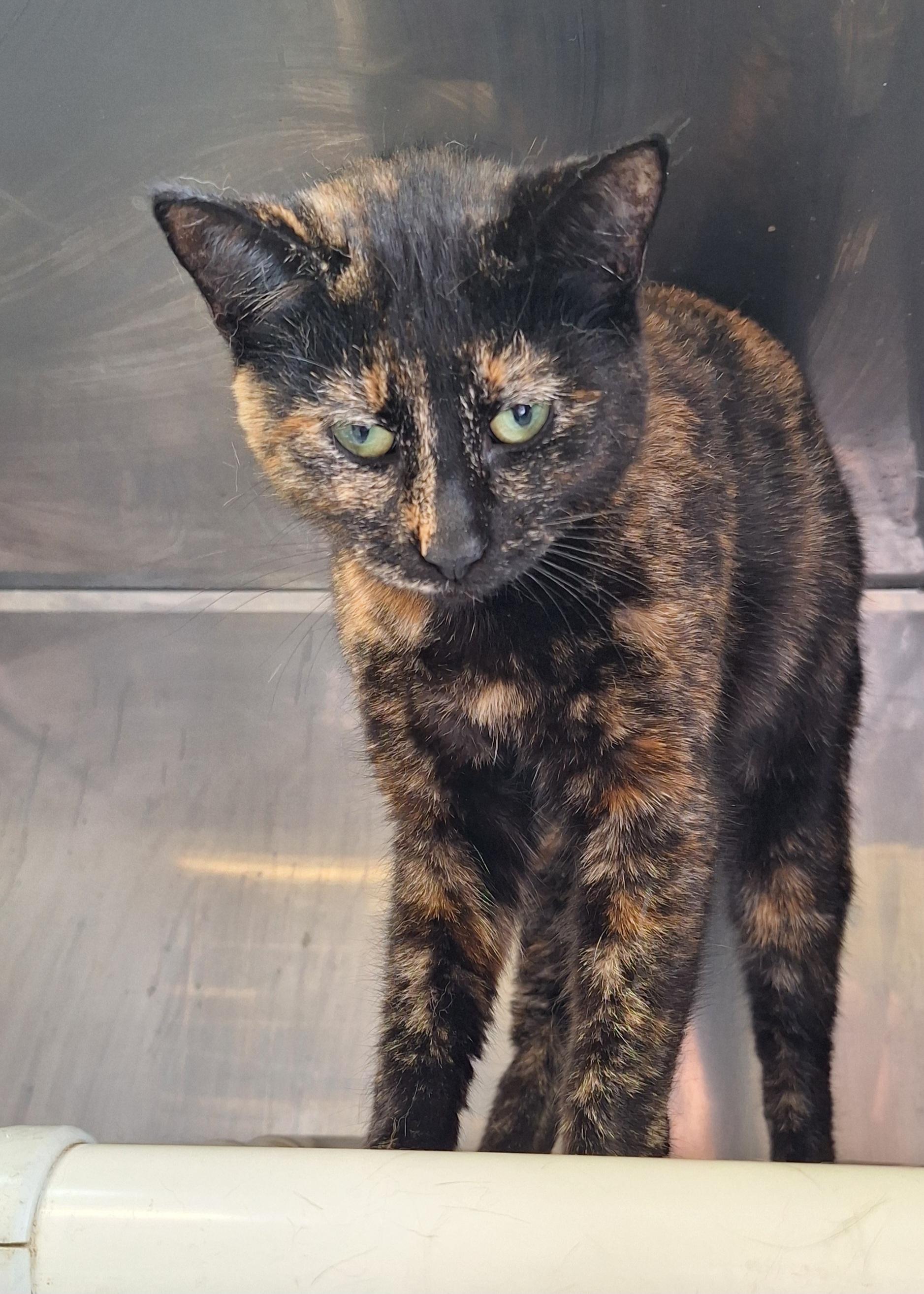 Claire , ADOPTABLE, Adult Female Tortoiseshell.