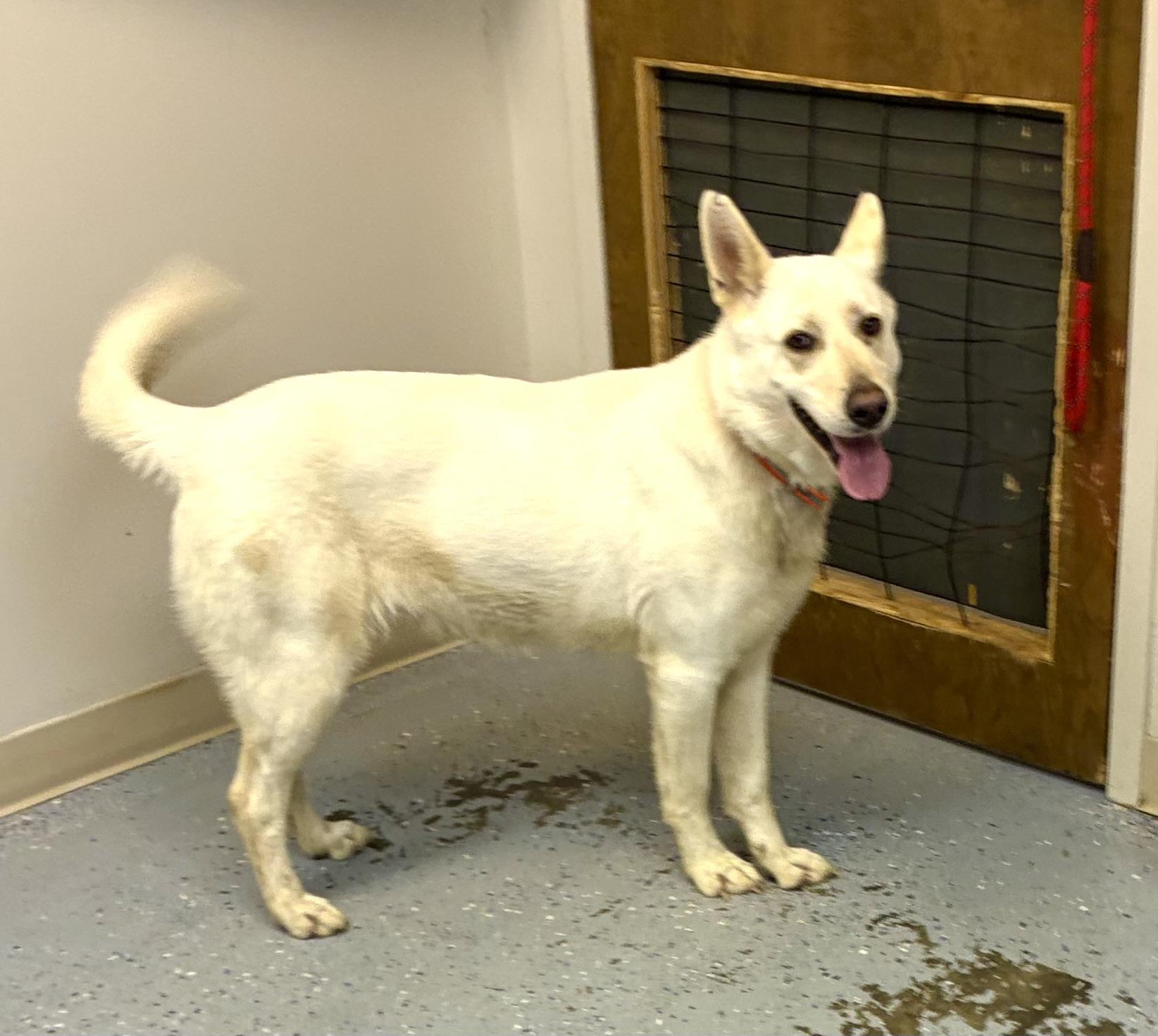 Enlarge Mary, a Adoptable mixed breed in Senatobia, MS image 1/3