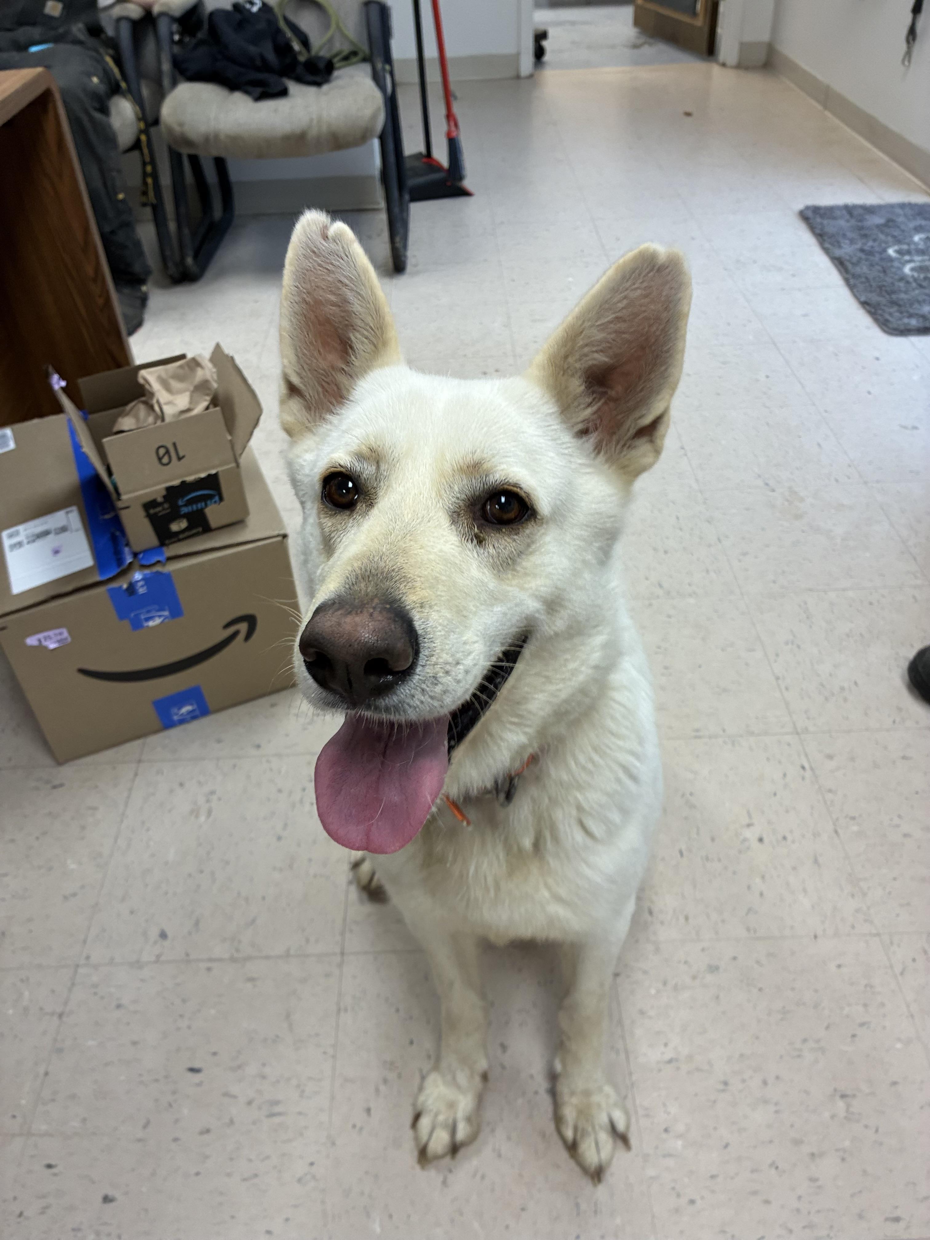 Enlarge Mary, a Adoptable mixed breed in Senatobia, MS image 2/3