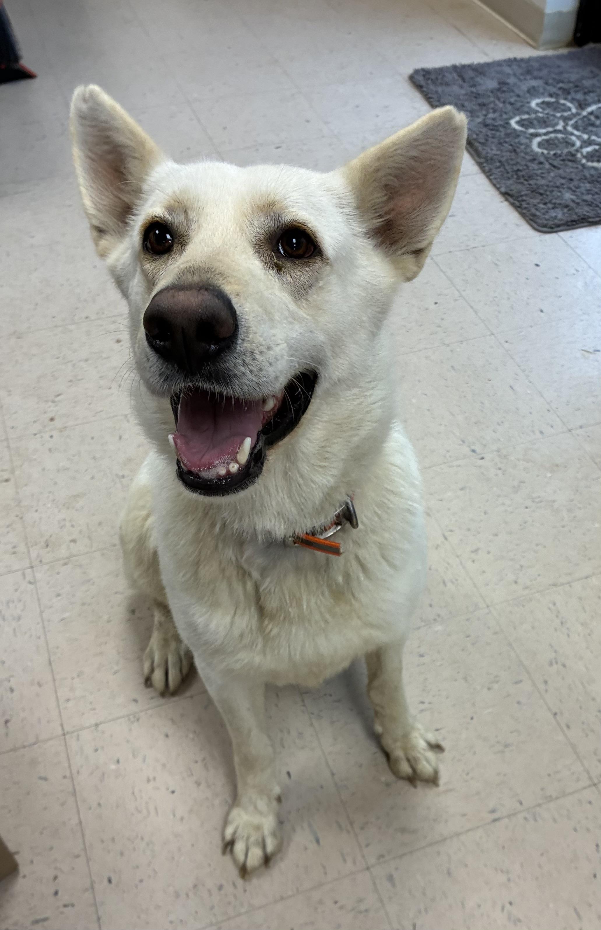 Enlarge Mary, a Adoptable mixed breed in Senatobia, MS image 3/3