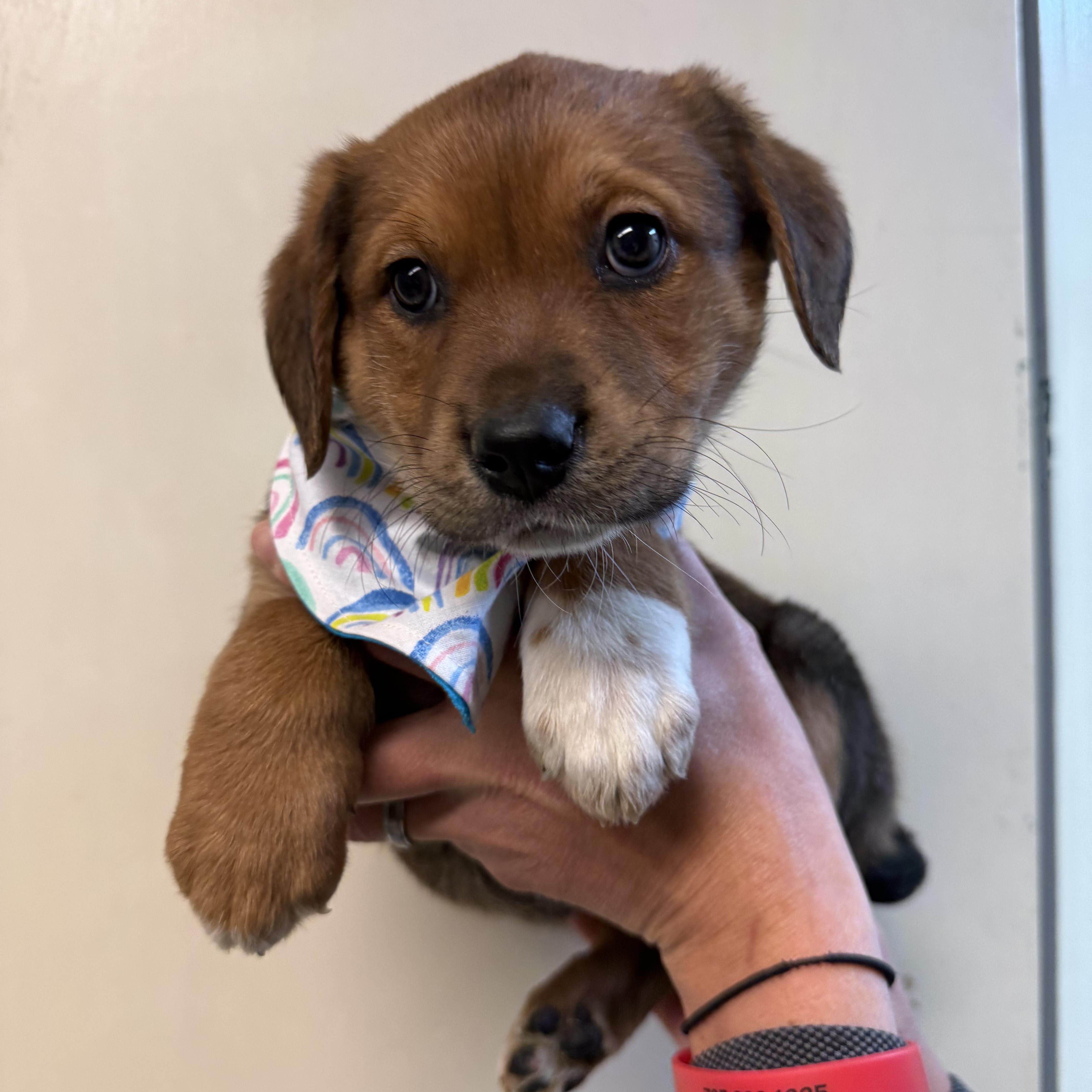 Enlarge Miss Elwood , a ADOPTABLE mixed breed in Hiawatha, KS image 2/2