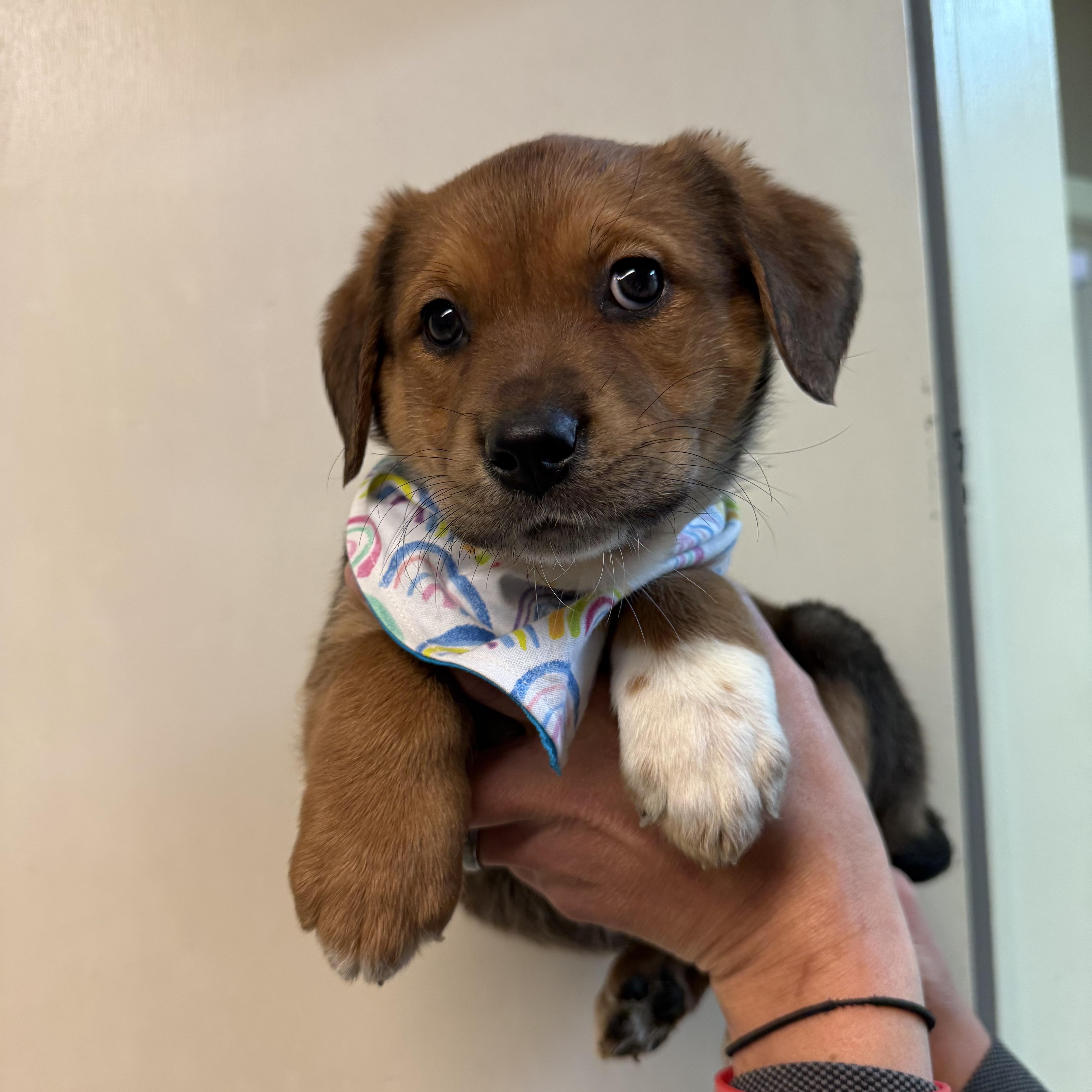 Enlarge Miss Elwood , a ADOPTABLE mixed breed in Hiawatha, KS image 1/2