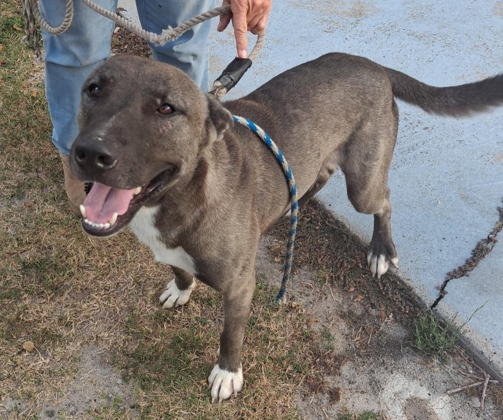Odin, Adoptable, Young Male American Staffordshire Terrier & Husky.