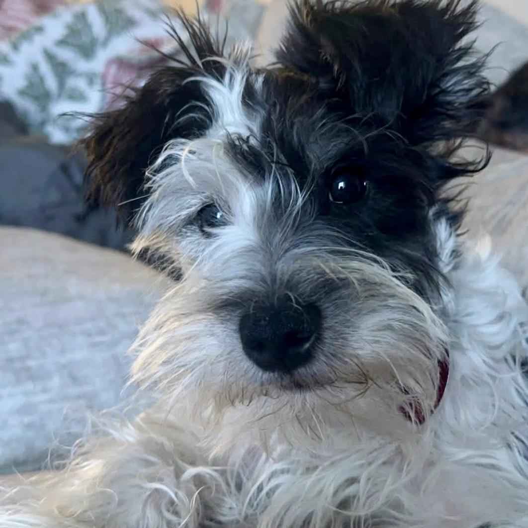 Johnny, Adoptable, Young Male Miniature Schnauzer.