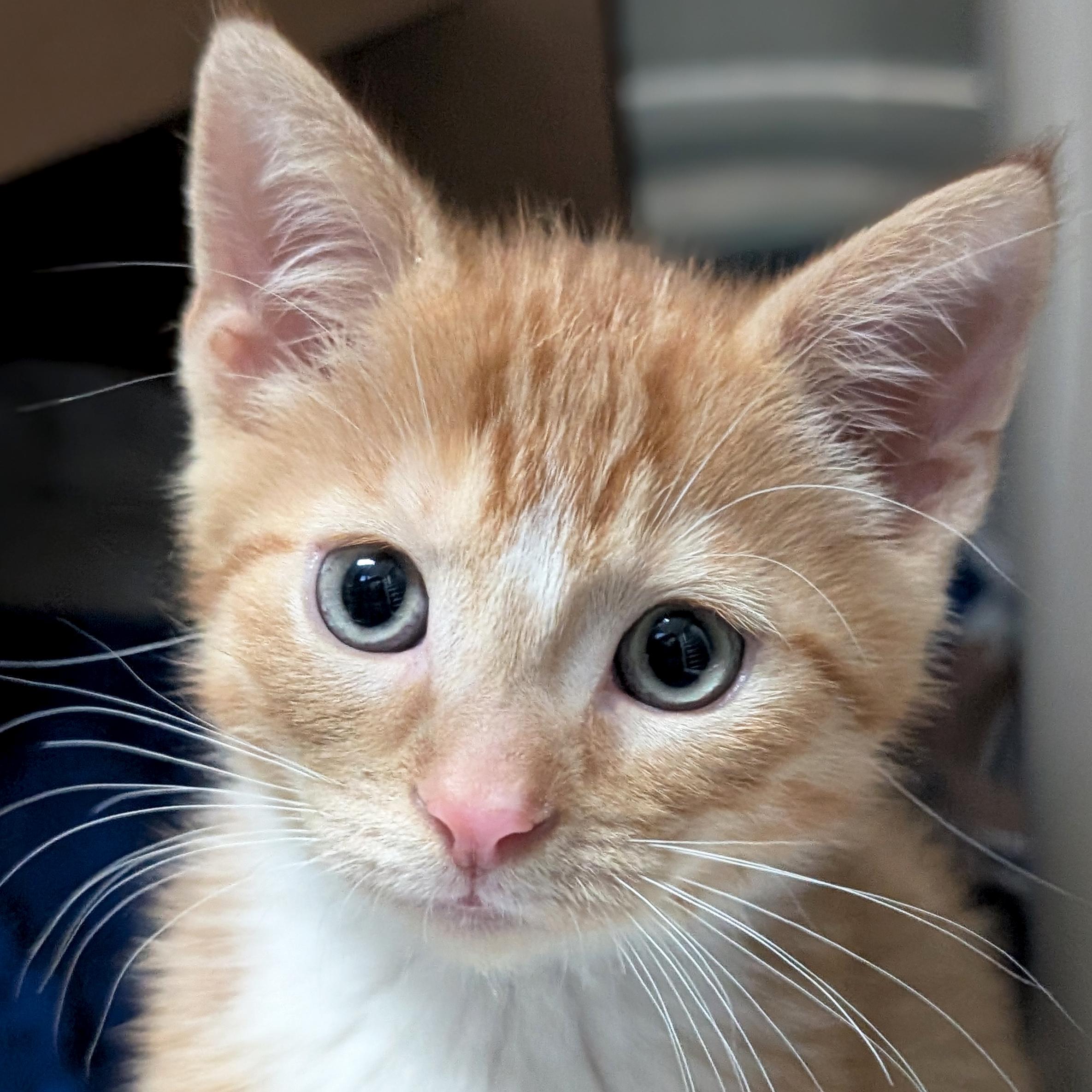Alfie, ADOPTABLE, Kitten Male Domestic Short Hair & Manx.