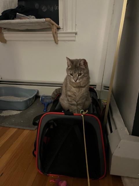 Enlarge Machu Peachu, a Adoptable mixed breed in Pawtucket, RI image 1/6