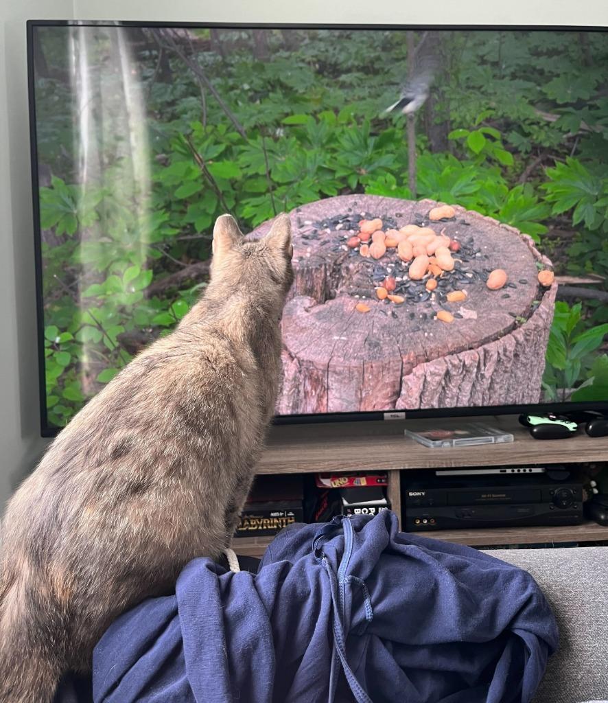 Machu Peachu, Adoptable, Young Female Domestic Short Hair.