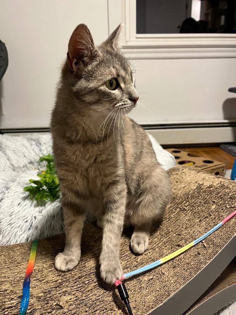 Enlarge Machu Peachu, a Adoptable mixed breed in Pawtucket, RI image 2/6