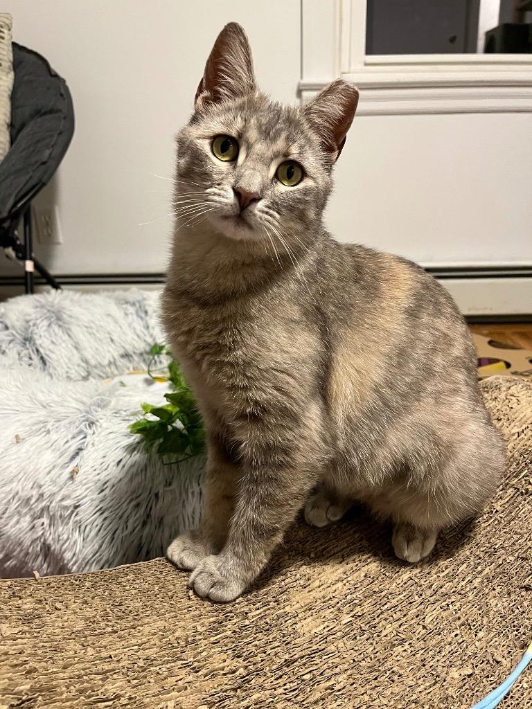 Enlarge Machu Peachu, a Adoptable mixed breed in Pawtucket, RI image 3/6